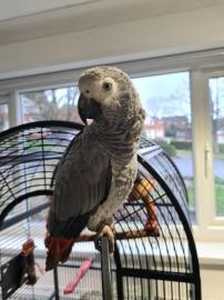 Afrikanische Graupapageien f?r ein gutes