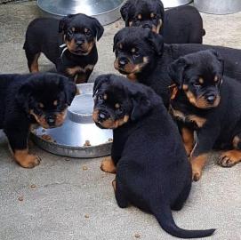 Rottweilerwelpen whatsapp nummer +436811