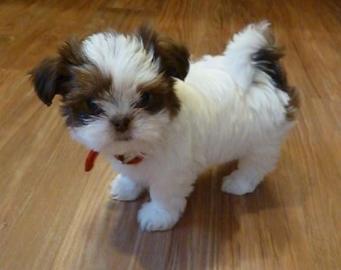 Shih-Tzu welpe suchen ein zu Hause . . . . . 