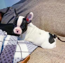Franz�sische Bulldogge, Welpe,