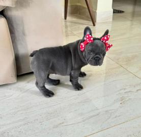 Franz�sische Bulldogge, Welpe,