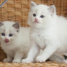 Herzallerliebste Ragdoll Kitten
