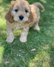 Cockapoo-Welpen zu verkaufen