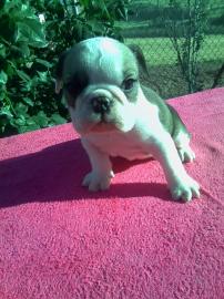 s??en Englische Bulldogge Welpen WhatsAp
