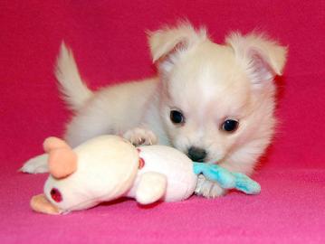 Wundersch�ner langhaar Chihuahua Welpe . 
