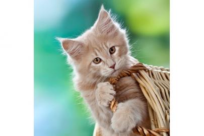 Maine Coon Babys