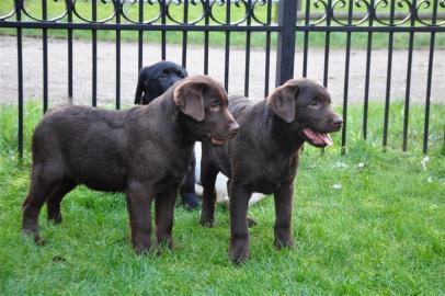 Kr�ftige Labrador Welpen abzugeben