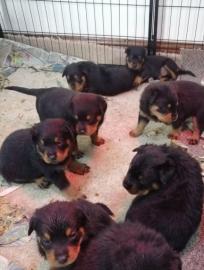 Rottweilerwelpen whatsapp nummer +436811