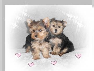 Yorkshire Terrier Welpen mit Ahnentafel