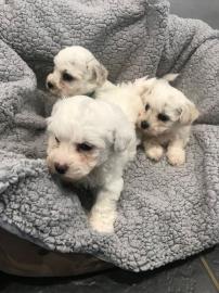 S??e Bichon Frise Welpen zu verkaufen