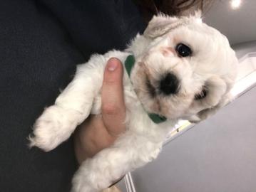S??e Bichon Frise Welpen zu verkaufen