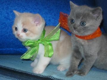 3 niedliche BKH K�tzchen