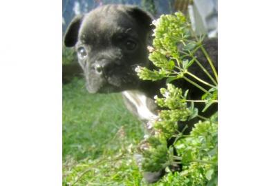 Franz�sische Bulldogge welpen!!
