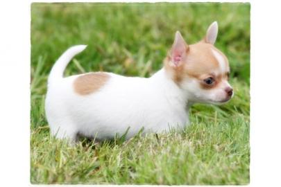 ((S��e Chihuahua-Welpen, Langhaar, warte