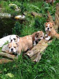 s��e Englisch Bulldogge Welpen