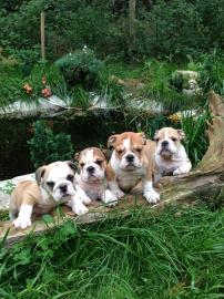 s��e Englisch Bulldogge Welpen