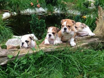 s��e Englisch Bulldogge Welpen