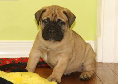 Weihnachten Reinrassige Bullmastiff Welp