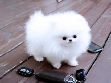 MINI POMERANIAN ZWERGSPITZ BOO WELPEN ZU