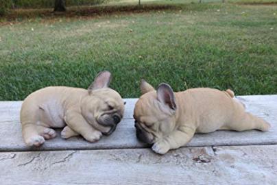 franz�sische Bulldoggen bereit