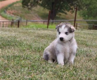 Alaskan Malamute Welpen. 