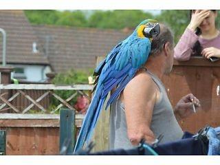 Blauer und goldener Ara-Papagei