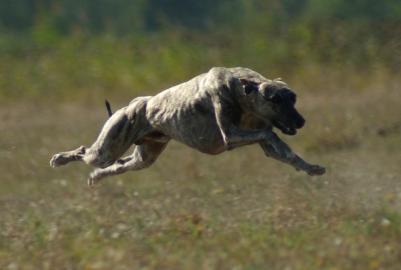 Whippet R�de