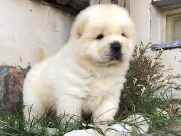 Wundersch?ne Chow Chow Welpen