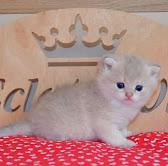 Britisch Kurzhaar (BKH) Katzenkinder mi