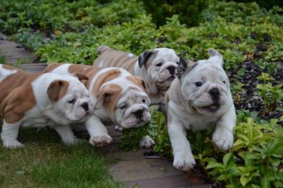 Wundersch�ne s��e Englische Bulldogge