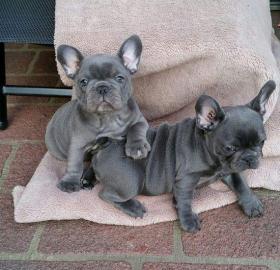 Franz�siche Bulldoggen welpen dvgdgg