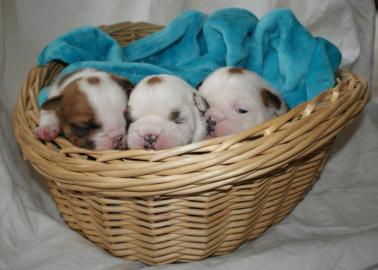 Englisch Bulldog