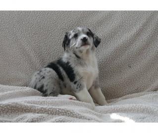 Australian Shepherd Welpen verf�gbar zu