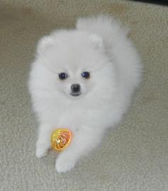 Zuckers�ss Pomeranian Welpe Fellfarbe we