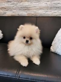 Pomeranian R?den suchen ein liebevolles
