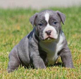 gesunden pitbull terrier welpe