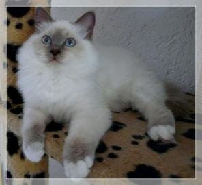 Heilige Birma K�tzchen aus seri�serHobby