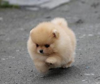 Wunderbare Chow-Chow Junge Welpen