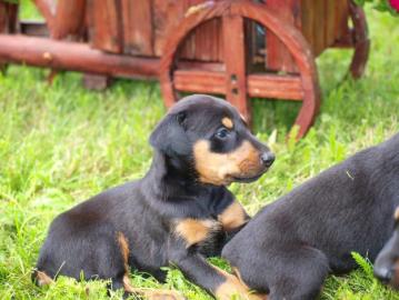 Dobermann Welpen von Privat