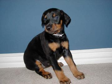 Dobermann Welpen von Privat