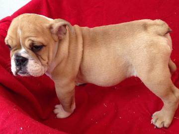 Traumhaft s��e Engl.  Bulldoggen Welpen