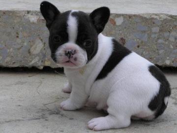 ~Super S�sse TypvMops ab sofort abzugebe