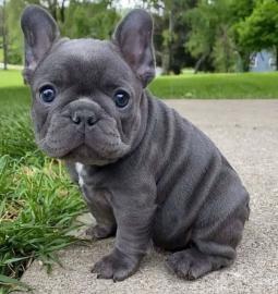 Franz�sische bulldogge Welpen