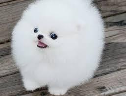 KOSTENLOS Pomeranian Zwergspitz welpen