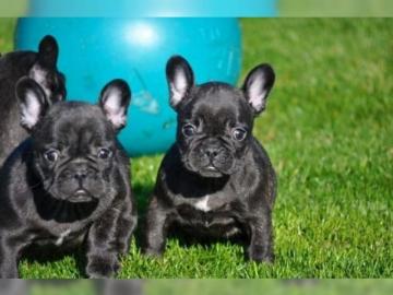 Franz?sische Bulldogge Hundewelpen whats