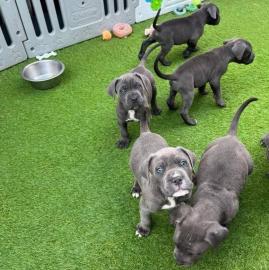 American Staffordshire Pitbull welpenAme