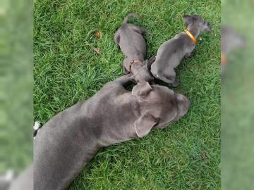American Staffordshire Terrier Welpen