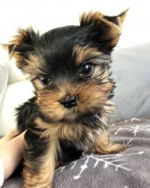 s��e Yorkshireterrier Welpen