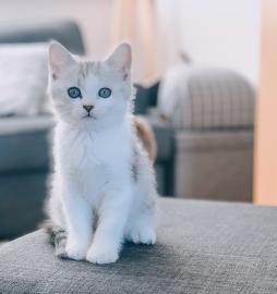 Baby kitten mit papieren