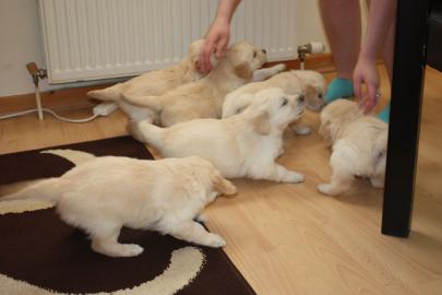 Golden Retriever Welpen zur Annahme